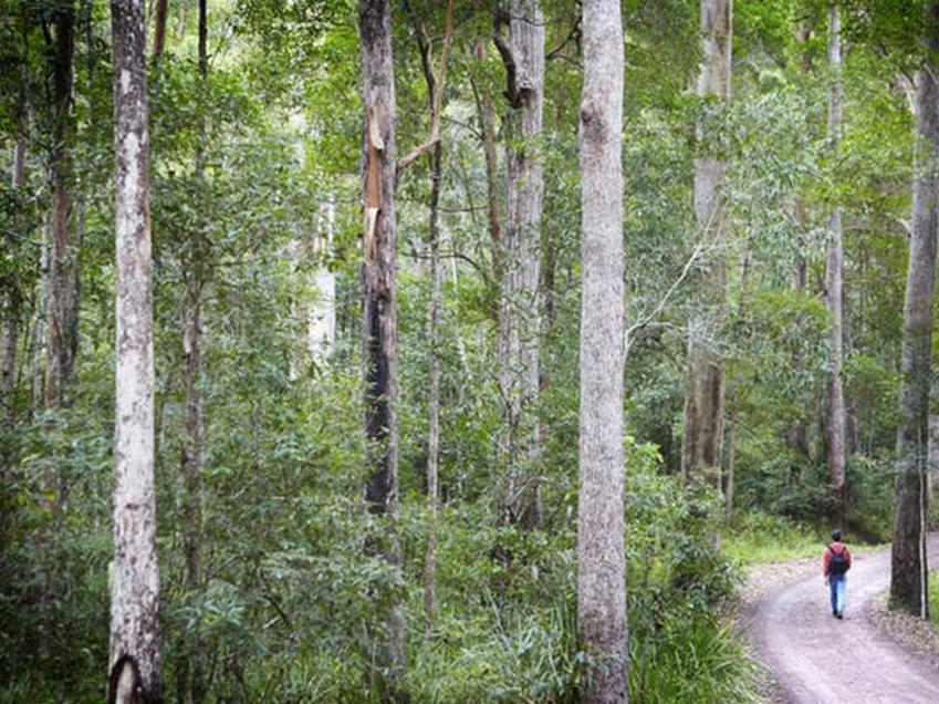 Alaya Verde Bed & Breakfast Ringtail Creek Ngoại thất bức ảnh